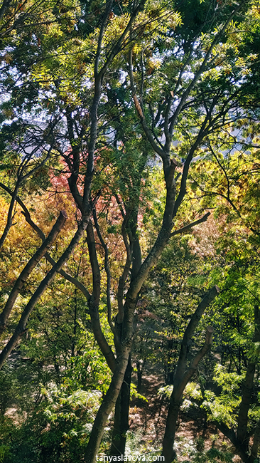 Есента от катеричи поглед