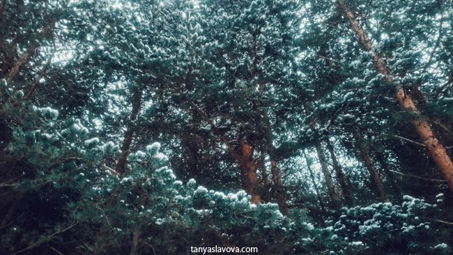 В гората. През зимата. В снега