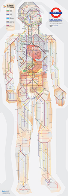 Карта на човешката анатомия в стила на лондонското метро